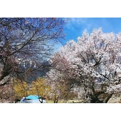 桃花运来了！赴一场桃花约，走进莲花秘境墨脱图4