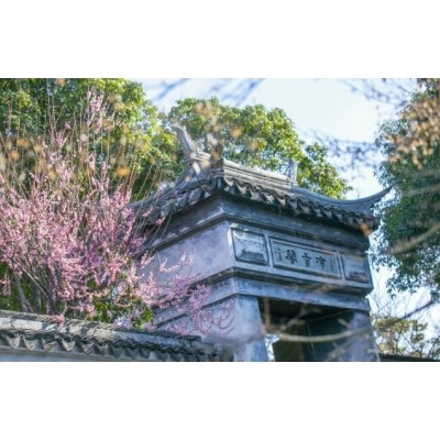 进入最佳观赏期！苏州古典园林这些地方可赏梅图4