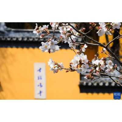清明 || 4.4-6 深度苏州 苏州三日游图2